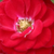 Rdeča - Mini - pritlikave vrtnice - Mandy ®